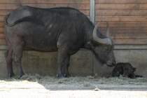 Steppenbffel- oder Schwarzbffelkuh (Syncerus caffer caffer) mit Neugeborenem. Tierpark Berlin am 17.4.2010.