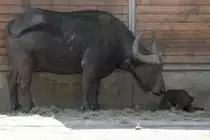 Steppenb�ffel- oder Schwarzb�ffelkuh (Syncerus caffer caffer) mit Neugeborenem. Tierpark Berlin am 17.4.2010.