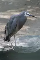 Wei�wangenreiher (Egretta novaehollandiae) im Tierpark Berlin.
