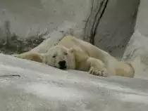 Diesem Eisb�r scheint es ziemlich warm zu sein (�ber 35� im Schatten). Er scheint die K�hle der Betonplatten optimal nutzen zu wollen. Shanghai Juni 2006.