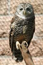Rostfukauz (Strix rufipes) im Tierpark Berlin.