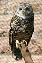 Rostfu�kauz (Strix rufipes) im Tierpark Berlin.
