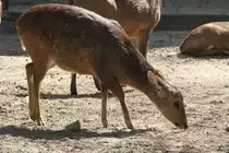 Schweinshirsch (Axis porcinus) im Tierpark Berlin.