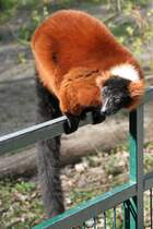 Roter Vari (Varecia rubra) im Tierpark Berlin.