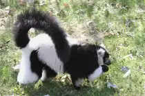 Schwarzwei�er Vari (Varecia variegata) im Tierpark Berlin.