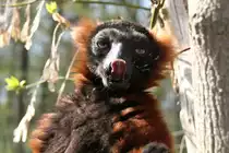 Roter Vari (Varecia rubra) im Tierpark Berlin.