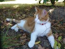 Katze bei puschen im Garten.