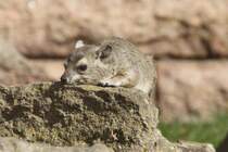 Buschschliefer (Heterohyrax brucei) im Tierpark Berlin.