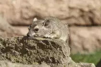 Buschschliefer (Heterohyrax brucei) im Tierpark Berlin.