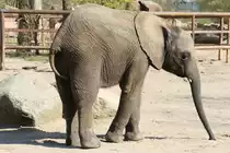 Kleiner Afrikanischer Elefant im Tierpark Berlin.