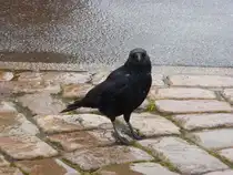 Dieser kleine Kerl hatte mich durch den Kieler Hafen verfolgt. Das lag wohl am leckeren Leckerbissen in meiner Hand :P