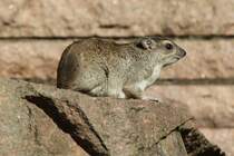 Buschschliefer (Heterohyrax brucei) im Tierpark Berlin.