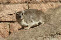 Buschschliefer (Heterohyrax brucei) im Tierpark Berlin.