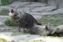 Schabrackenhy�ne (Parahyaena brunnea) im Tierpark Berlin.