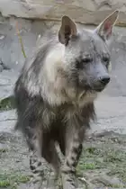 Schabrackenhy�ne (Parahyaena brunnea) im Tierpark Berlin.