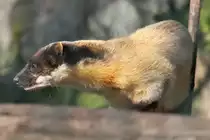 Eigentlicher Buntmarder (Martes flavigula) im Tierpark Berlin.