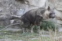 Schabrackenhy�ne (Parahyaena brunnea) im Tierpark Berlin.