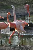 Rosaflamingo (Phoenicopterus ruber) im Tierpark Berlin.