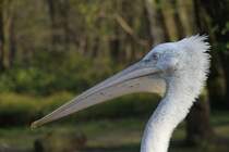 Krauskopfpelikan (Pelecanus crispus) im Tierpark Berlin.