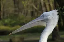 Krauskopfpelikan (Pelecanus crispus) im Tierpark Berlin.