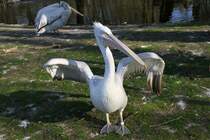 Krauskopfpelikan (Pelecanus crispus) im Tierpark Berlin.