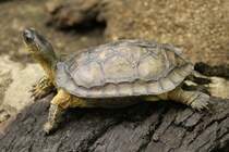 Bauchstreifen-Erdschildkrte (Rhinoclemmys funerea) im Tierpark Berlin.