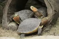 Gelbrand-Scharnierschildkr�te (Cistoclemmys flavomarginata) im Tierpark Berlin.
 

