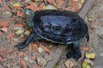 Chinesische Streifenschildkrte (Mauremys sinensis) im Tirepark Berlin.