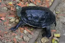 Chinesische Streifenschildkr�te (Mauremys sinensis) im Tirepark Berlin.