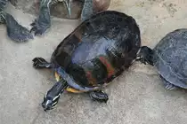 Gelbwangen-Schmuckschildkr�te (Trachemys scripta scripta) im Tierpark Berlin.