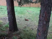 Ein Eich�rnchen sitz im einen Garten im Lehrte und hat eine Nu� gefunden. Diese Aufnahne enstand am 02.11.2009 in Lehrte.
