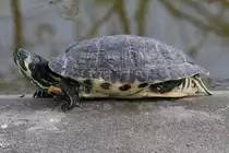 Gelbwangen-Schmuckschildkr�te (Trachemys scripta scripta) im Tierpark Berlin.
 
