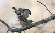 Liebelei unter Spatzen