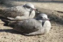 Einj�hrige Japanm�wen (Larus crassirostris) im Tierpark Berlin.