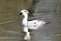M�nnlicher Zwergs�ger (Mergellus albellus) im Tierpark Berlin.