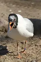 W�tende Aztekenm�we (Larus atricilla) im Tierpark Berlin.