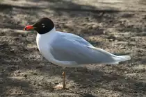 Schwarzkopfm�we (Ichthyaetus melanocephalus) im Tierpark Berlin.