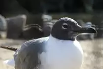Aztekenm�we (Larus atricilla) im Tierpark Berlin.