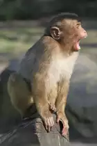 S�dliche Schweinsaffe (Macaca nemestrina) im Tierpark Berlin.