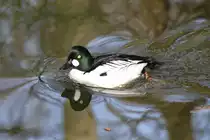 Eurasische Schellente (Bucephala clangula clangula) im Tierpark Berlin.
 
