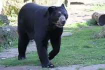 Brillenb�r (Tremarctos ornatus) im Tierpark Berlin.