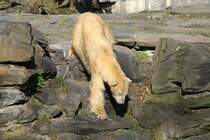 Vorsichtig wird sich an eine schwimmende Ente angeschlichen. Eisbr (Ursus maritimus) im Tierpark Berlin.