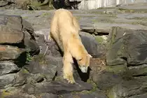 Vorsichtig wird sich an eine schwimmende Ente angeschlichen. Eisb�r (Ursus maritimus) im Tierpark Berlin.