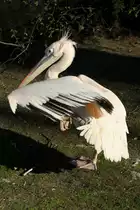 Rosapelikan (Pelecanus onocrotalus) bei Dehnungs�bungen. Tierpark Berlin am 18.4.2010.