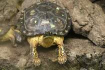 Bauchstreifen-Erdschildkrte (Rhinoclemmys funerea) am 18.4.2010 im Tierpark Berlin.
	