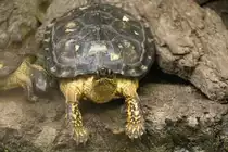 Bauchstreifen-Erdschildkr�te (Rhinoclemmys funerea) am 18.4.2010 im Tierpark Berlin.
	