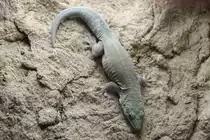 Querstreifen-Taggecko (Phelsuma standingi) am 18.4.2010 im Tierpark Berlin.