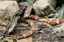 Nrdlicher Kupferkopf (Agkistrodon contortrix mokeson) am 18.4.2010 im Tierpark Berlin.