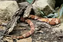 N�rdlicher Kupferkopf (Agkistrodon contortrix mokeson) am 18.4.2010 im Tierpark Berlin.