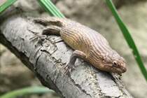 Dornschwanz-Stachelskink (Egernia stokesii) am 18.4.2010 im Tierpark Berlin.